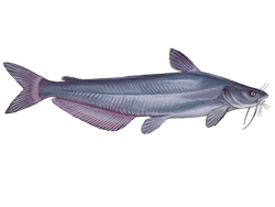 Blue Catfish